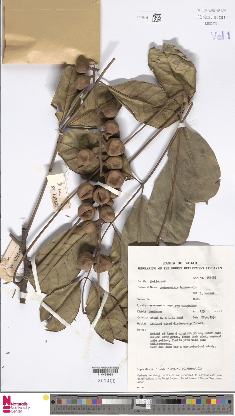 Aphanamixis borneensis photo 4