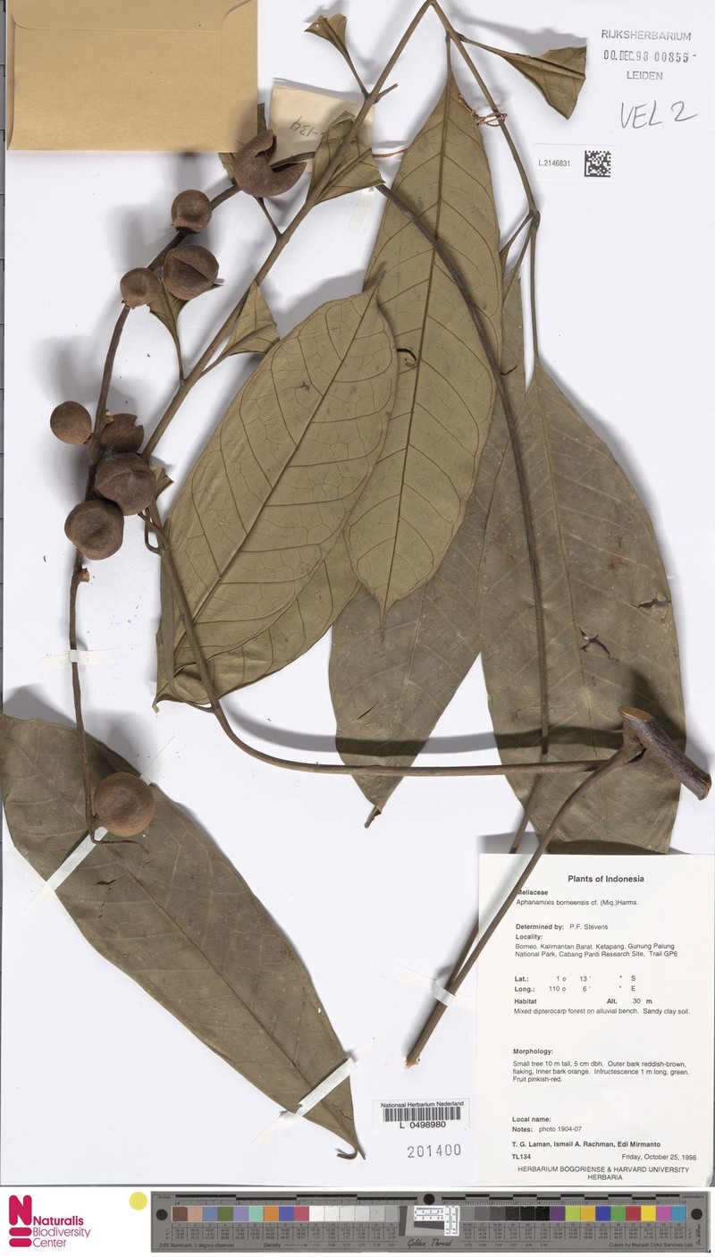 Aphanamixis borneensis photo 6