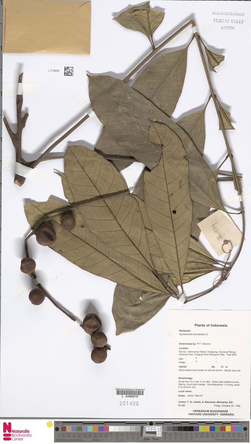 Aphanamixis borneensis photo 7