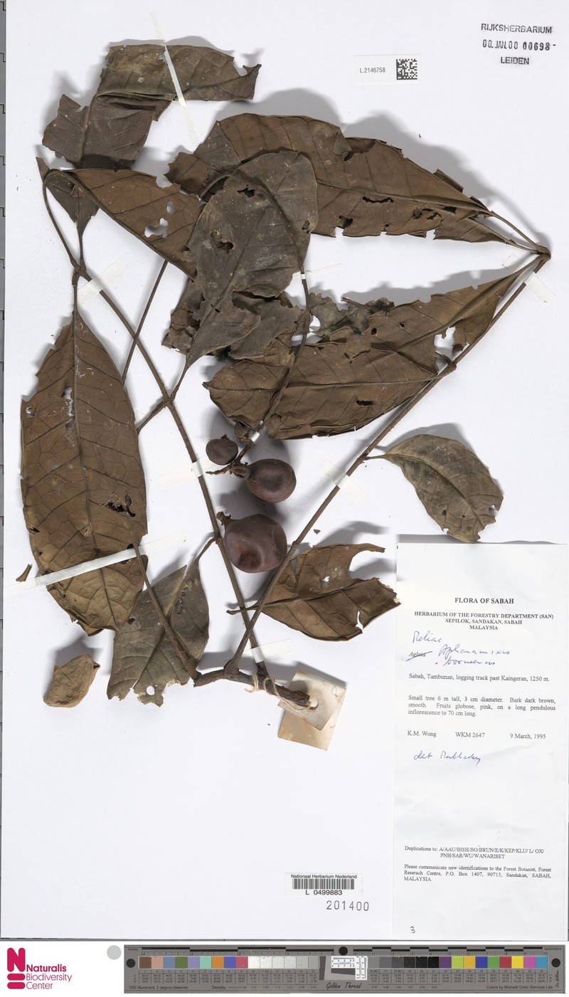 Aphanamixis borneensis photo 8