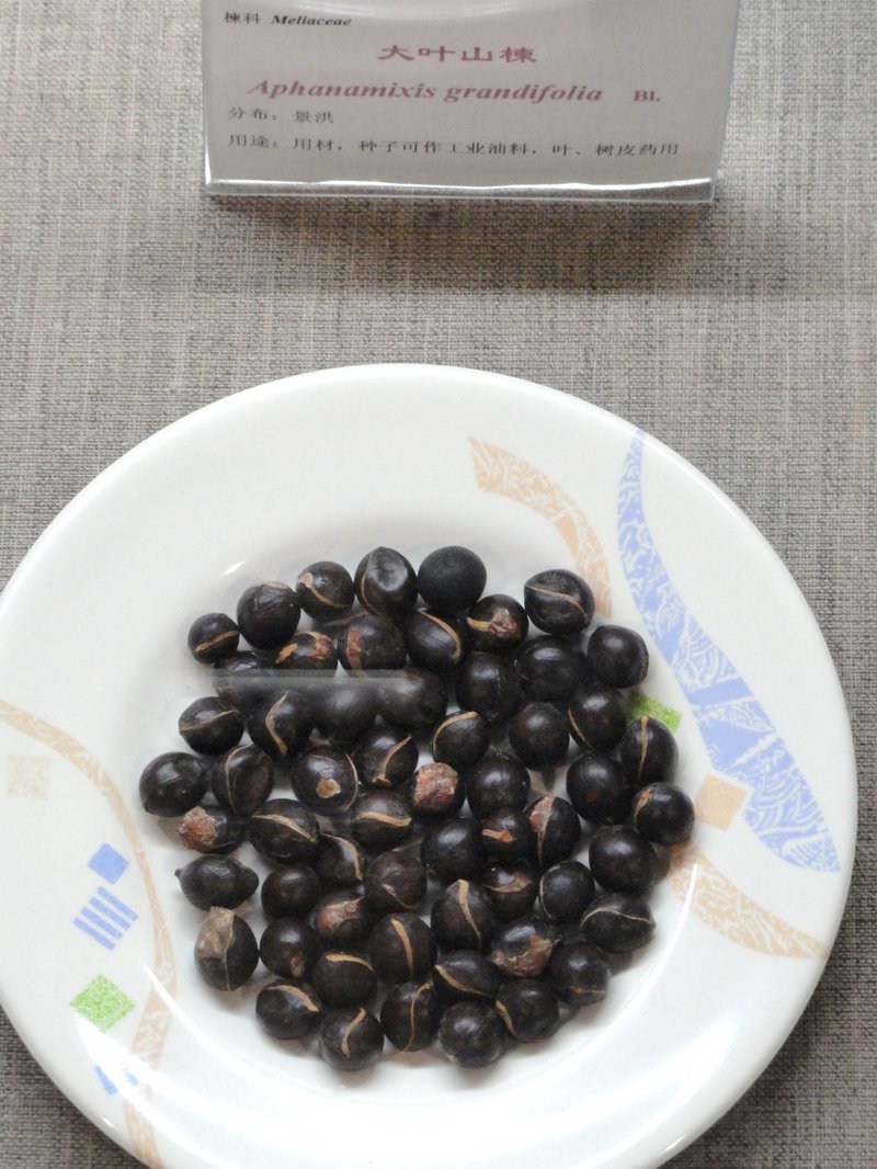 Aphanamiis grandifolia