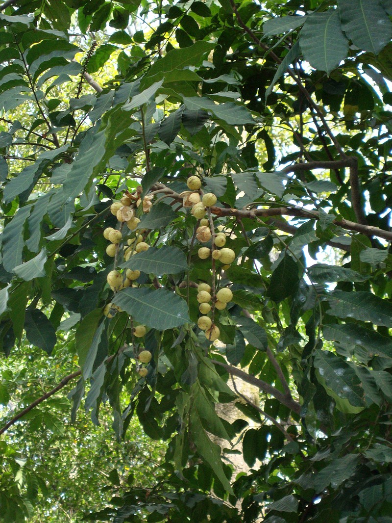Aphanamiis grandifolia