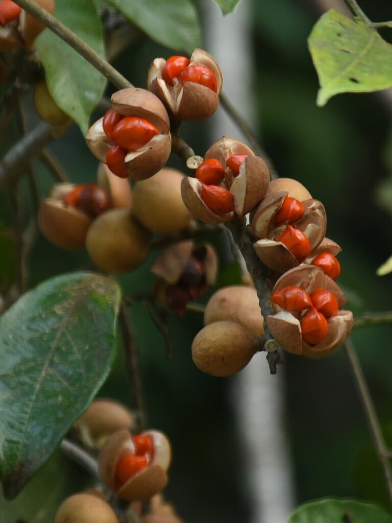 Aphanamiis grandifolia photo 2