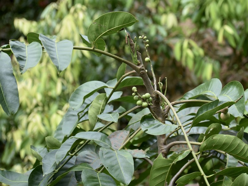 Aphanamiis grandifolia photo 3
