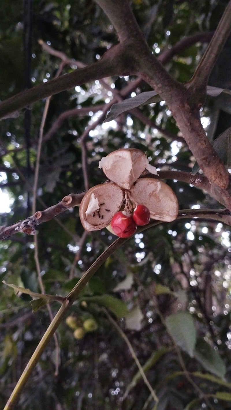 Aphanamiis grandifolia photo 4