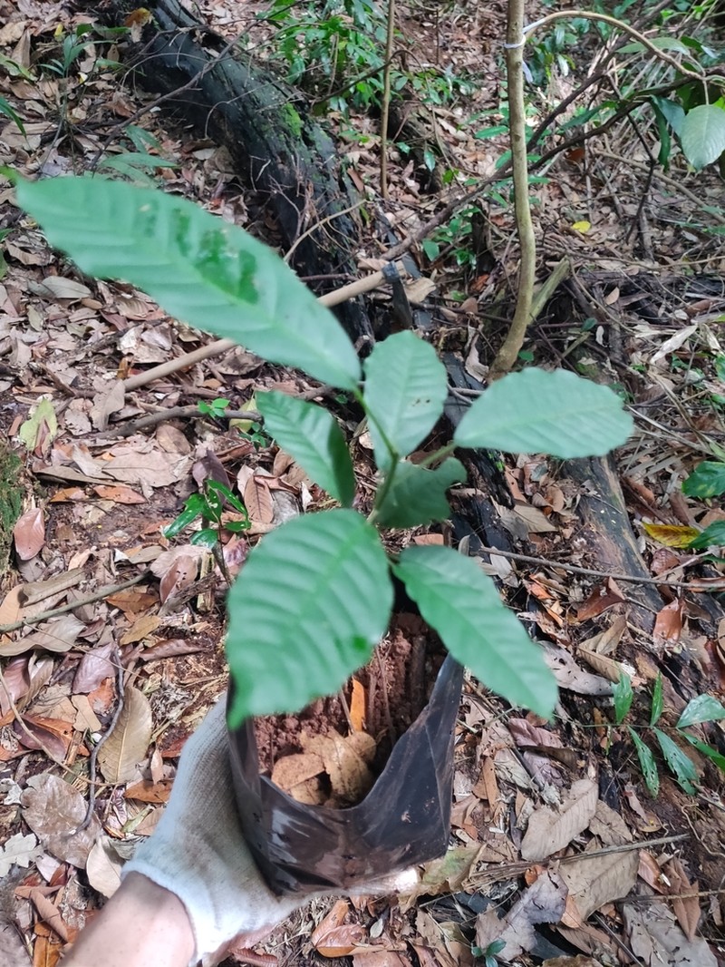 Aphanamiis grandifolia photo 6