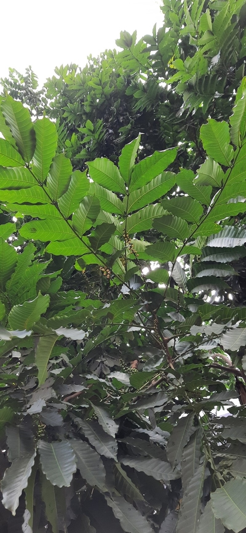 Aphanamiis grandifolia photo 7