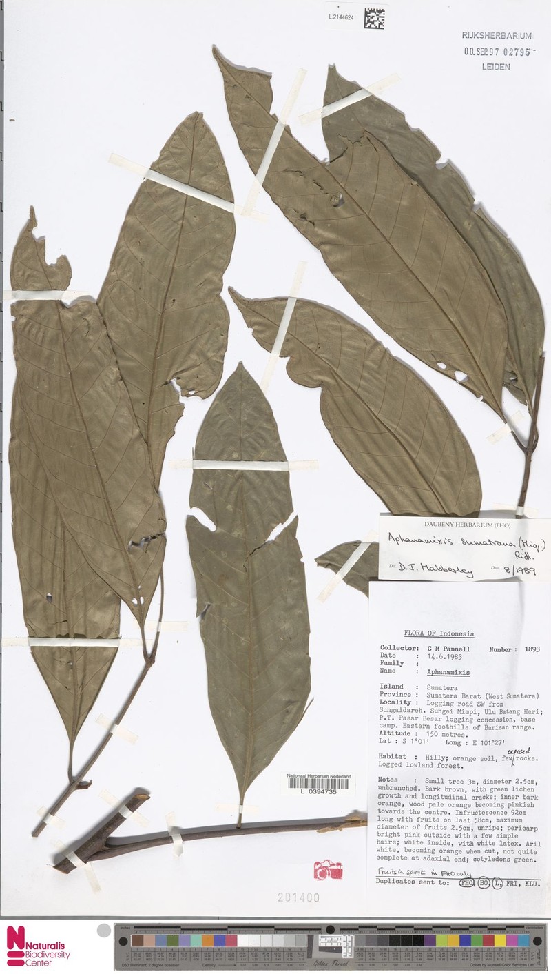 Aphanamixis sumatrana