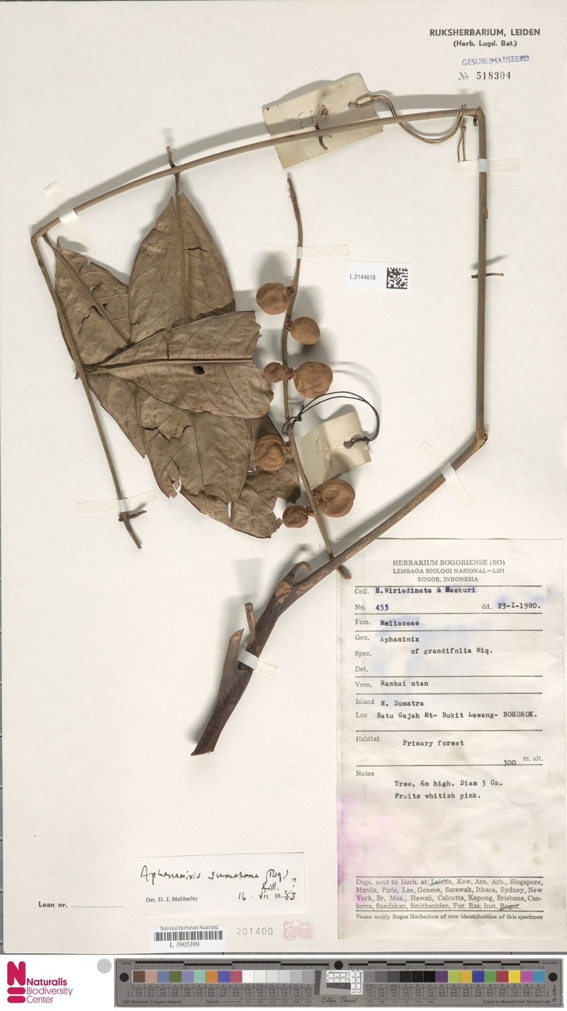 Aphanamixis sumatrana photo 2