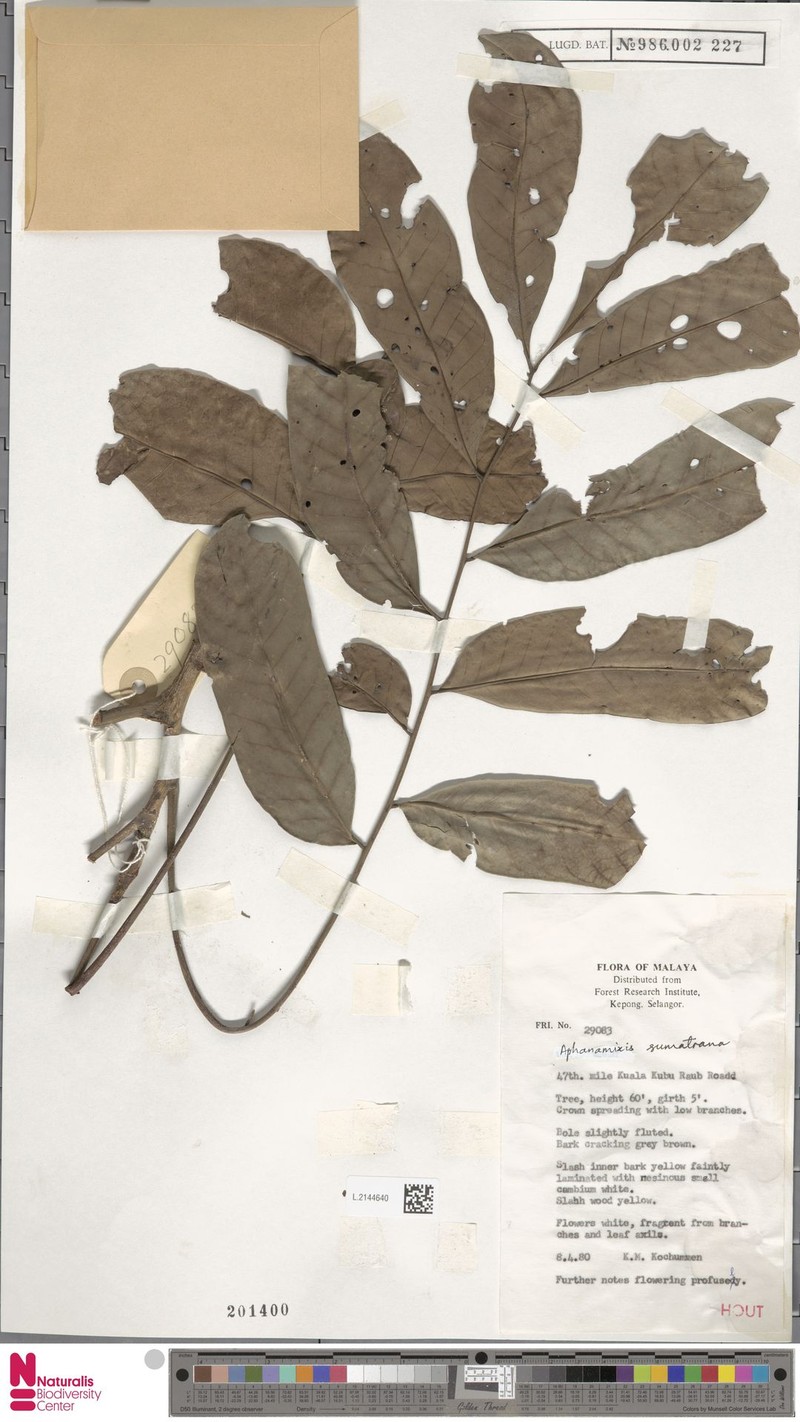 Aphanamixis sumatrana photo 3