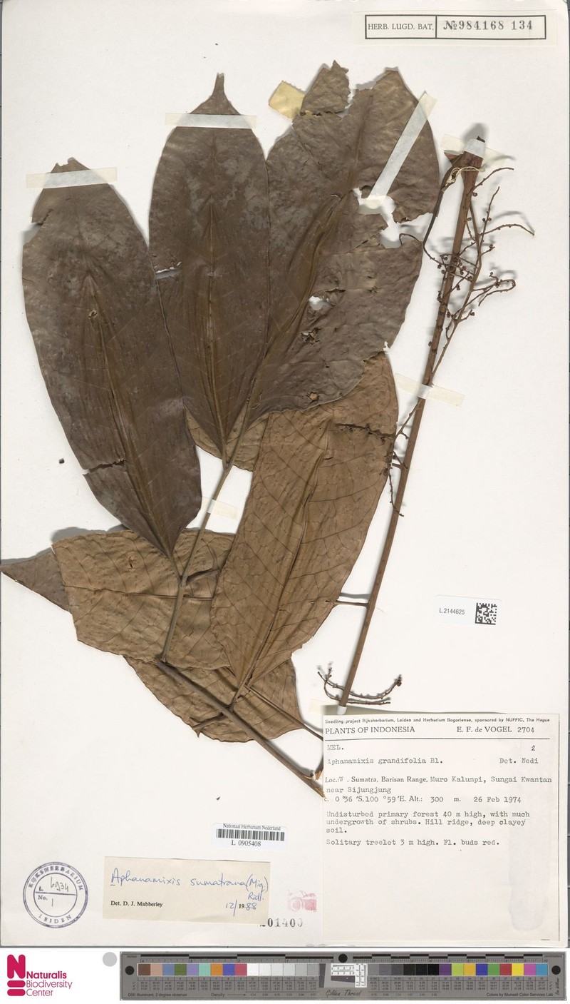 Aphanamixis sumatrana photo 4