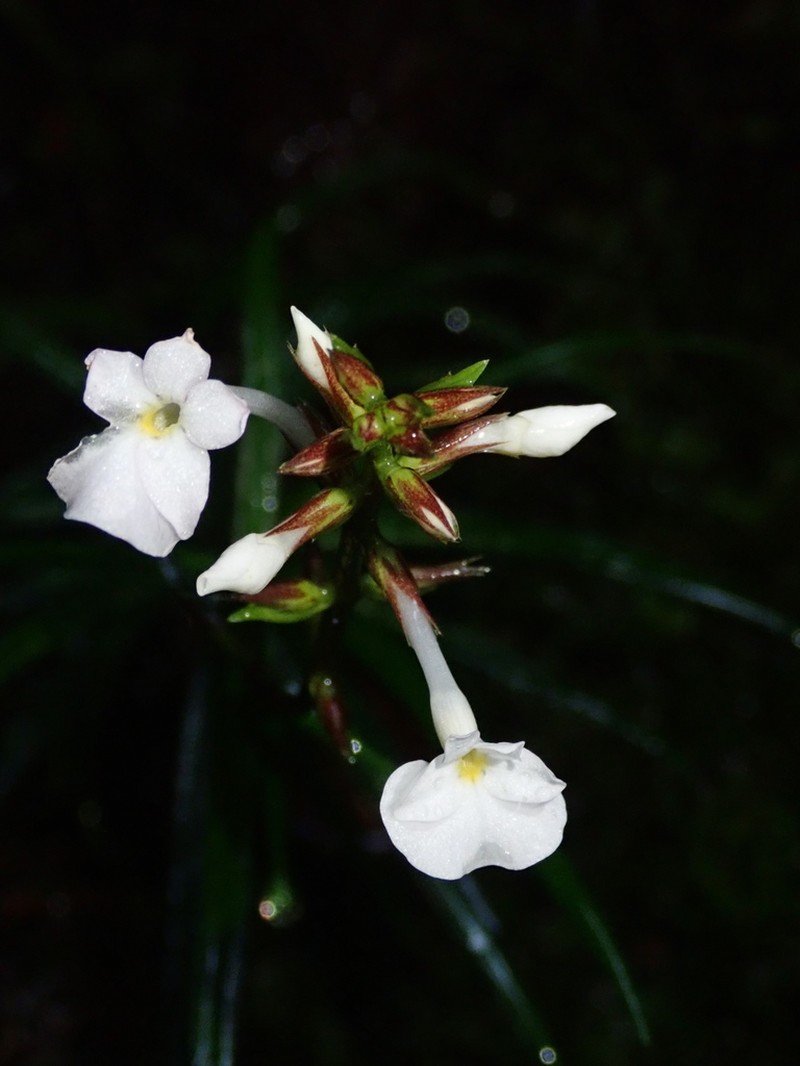 Aphanandrium narupayacuense