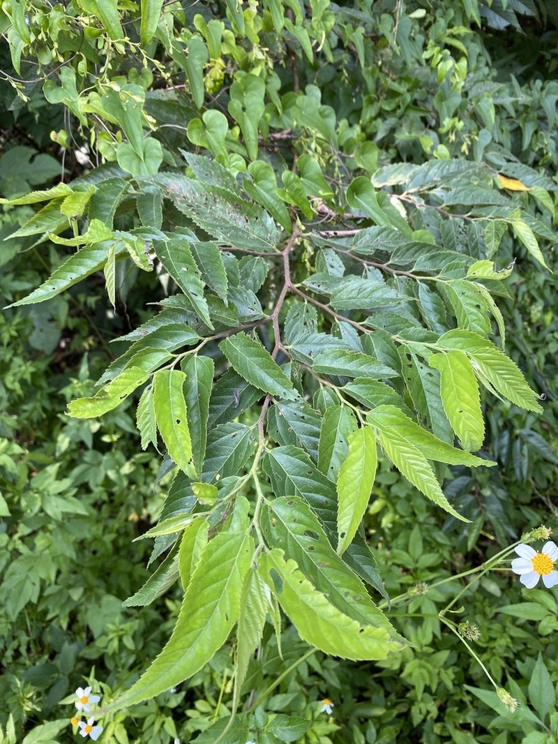 Aphananthe aspera photo 2