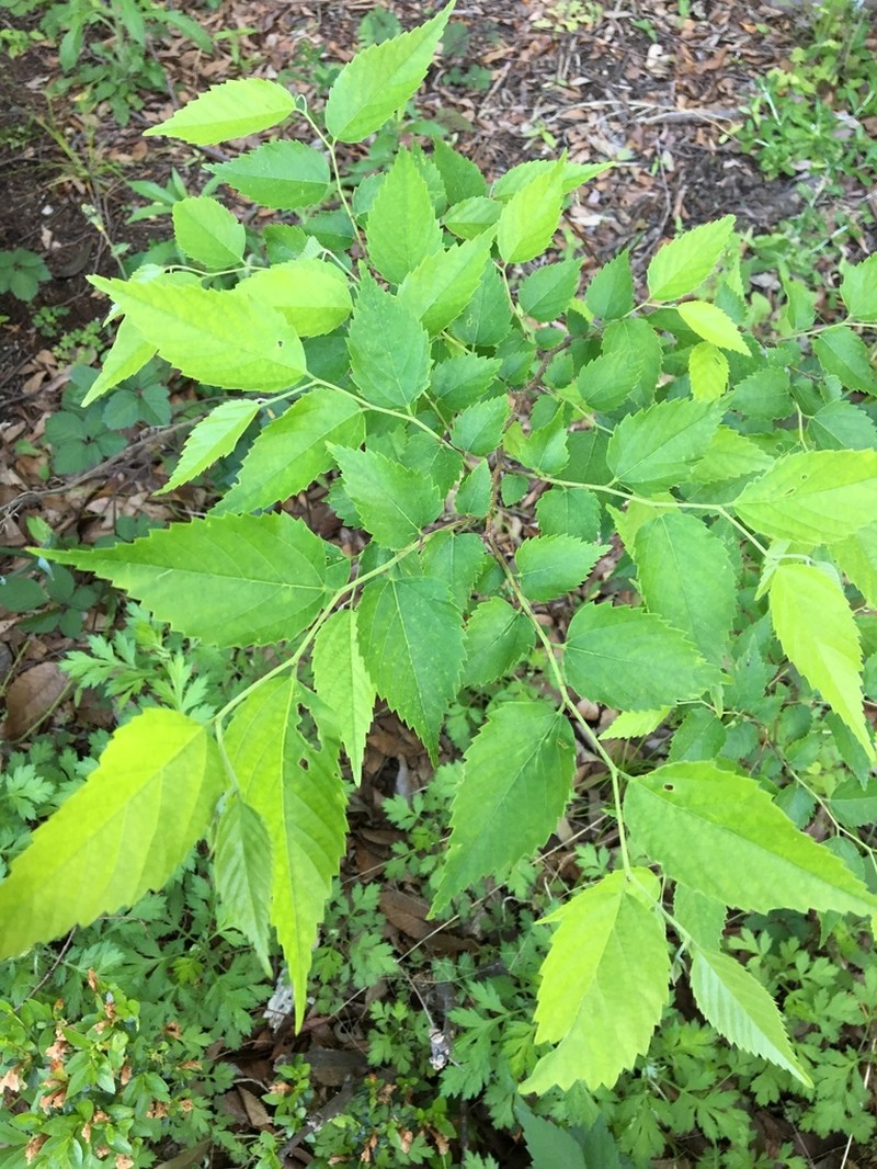 Aphananthe aspera photo 3