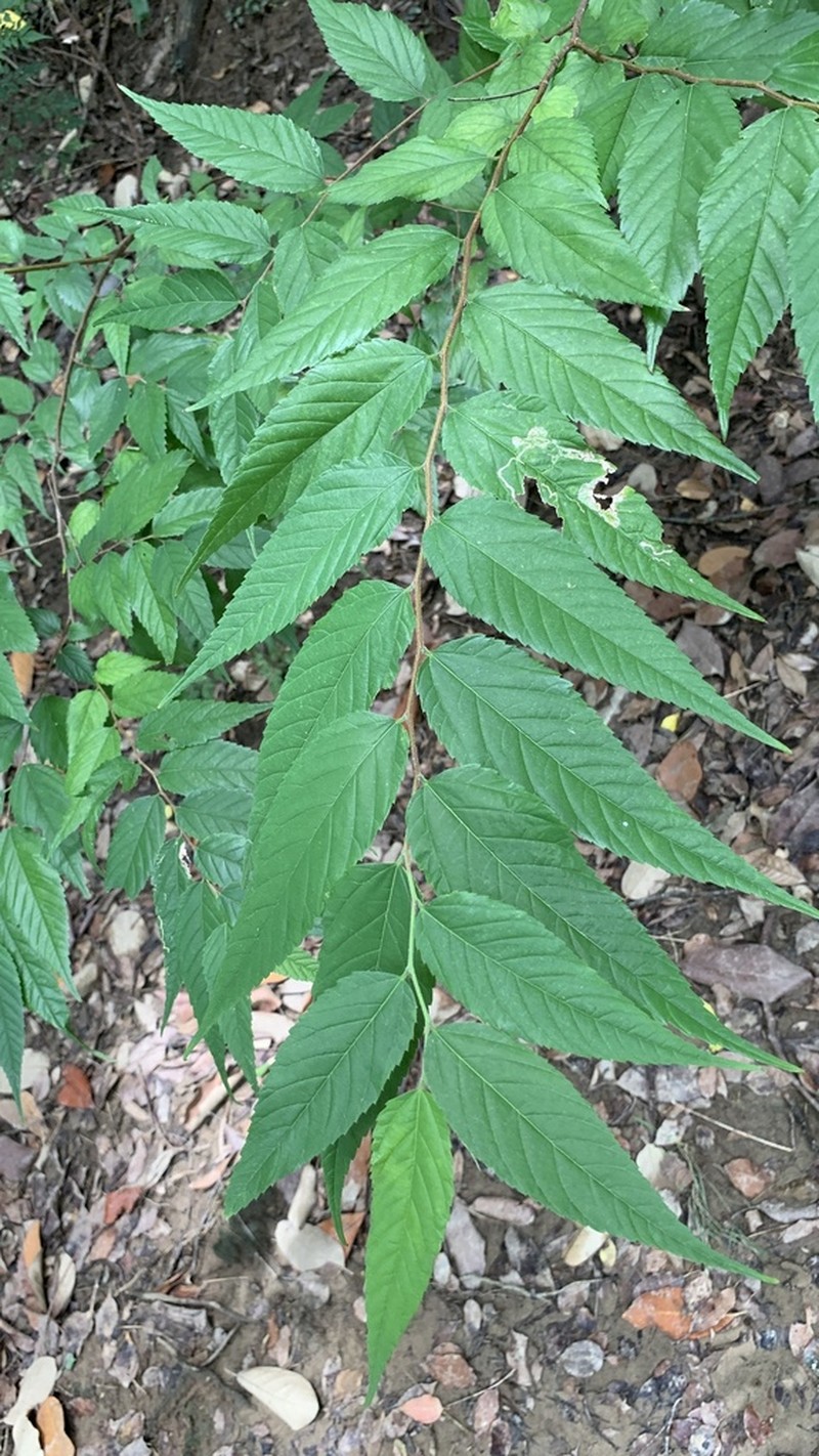 Aphananthe aspera photo 5