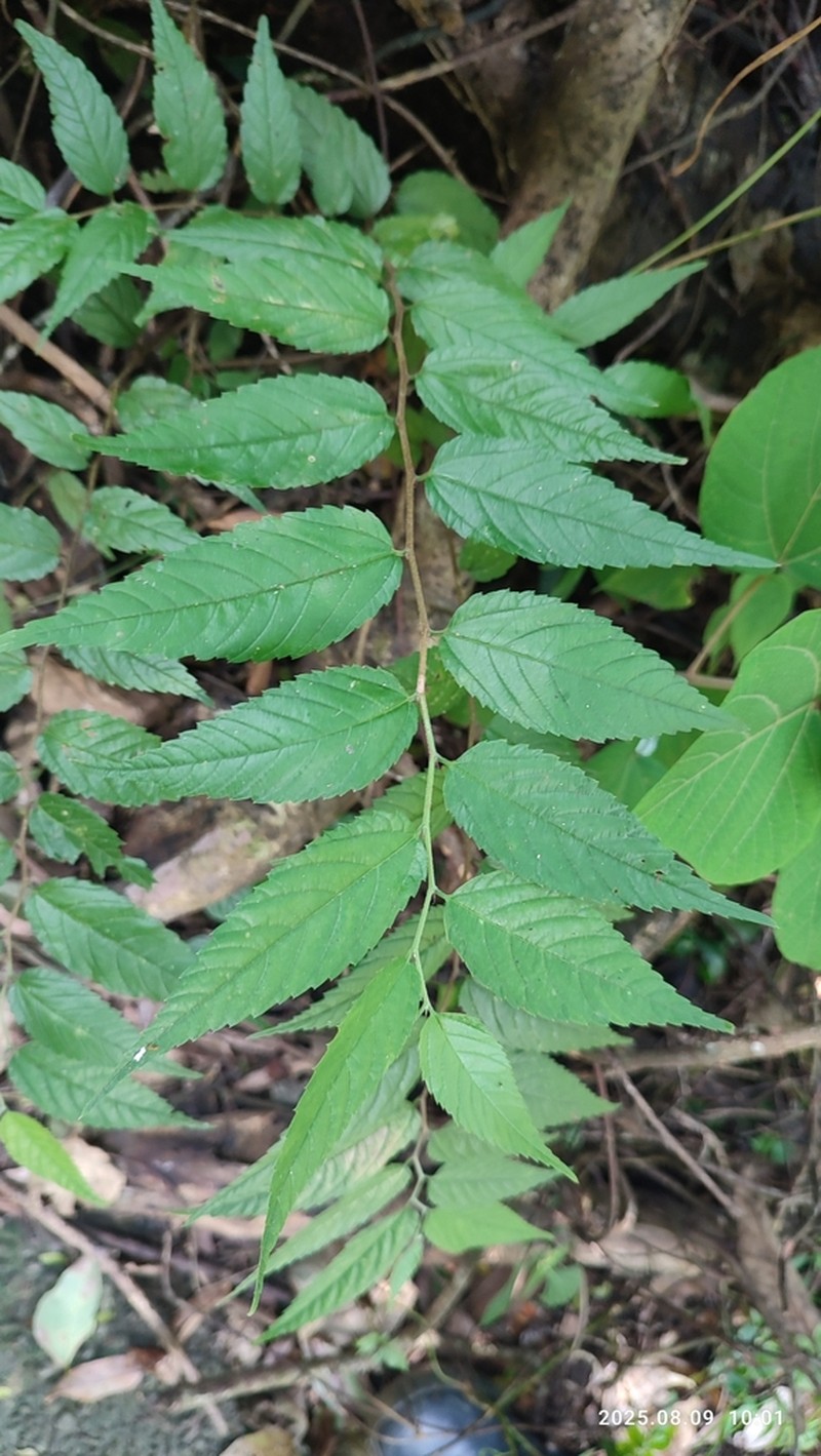 Aphananthe aspera photo 6