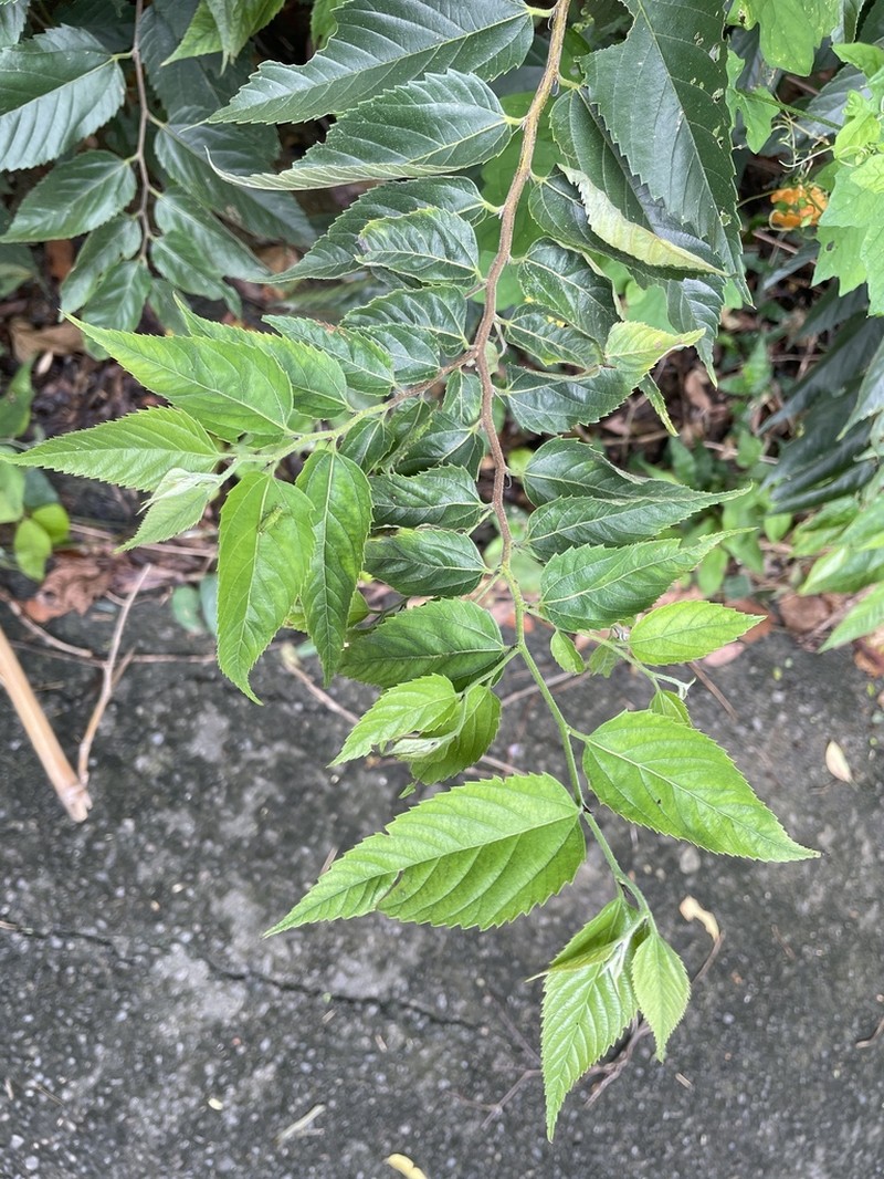 Aphananthe aspera photo 7
