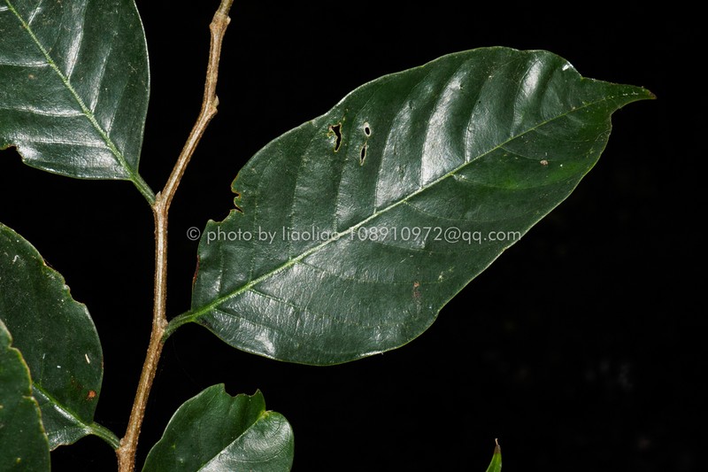 Aphananthe cuspidata