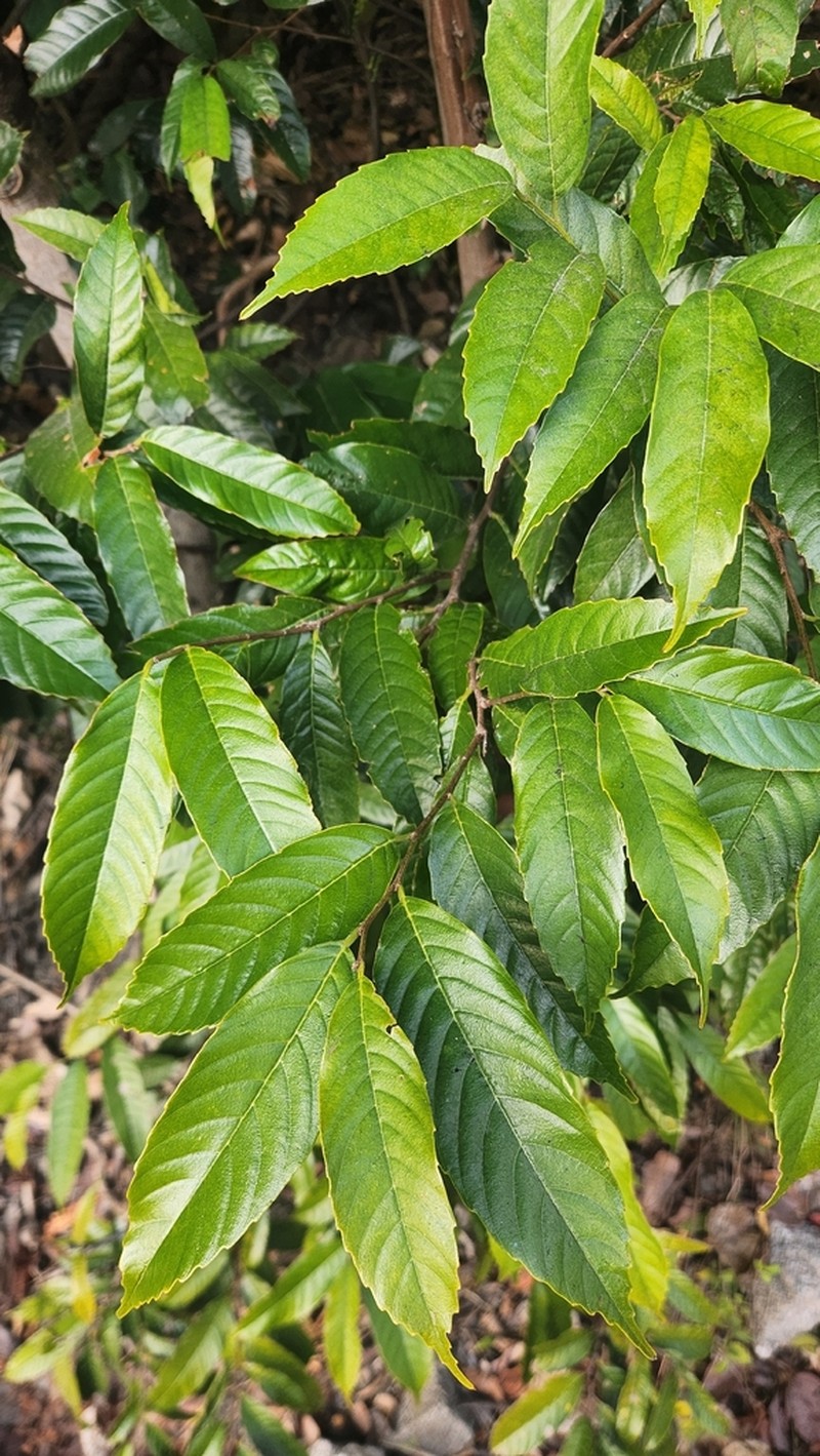 Aphananthe cuspidata photo 2