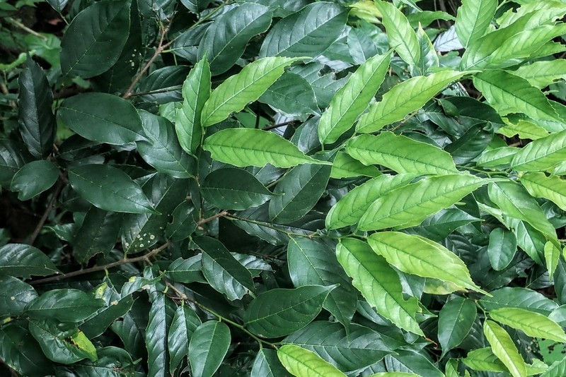 Aphananthe cuspidata photo 3