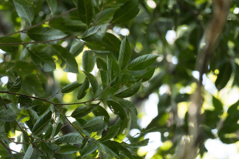 Aphananthe cuspidata photo 4