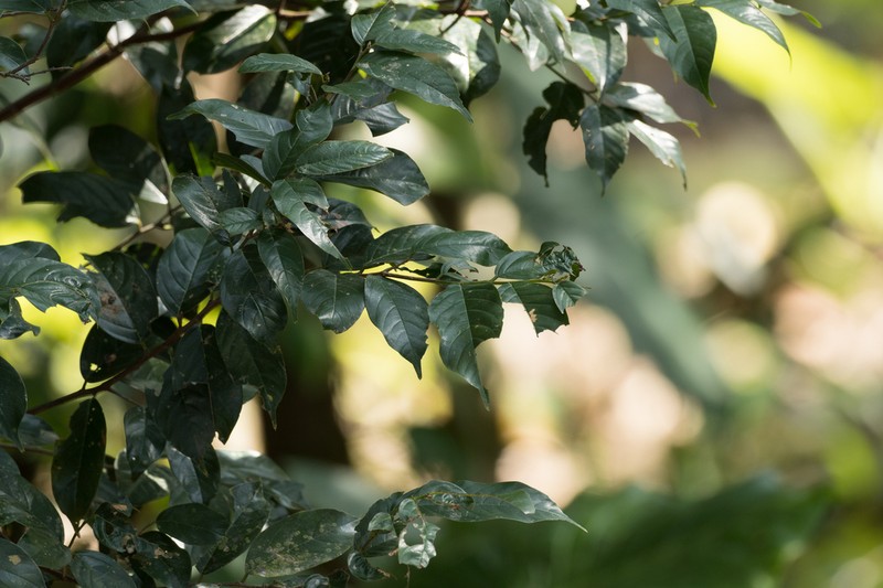 Aphananthe cuspidata photo 5