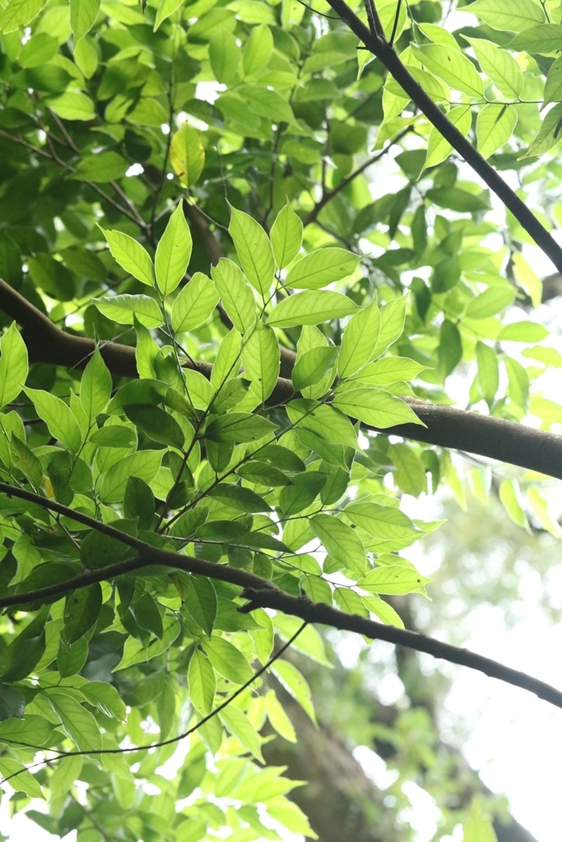 Aphananthe cuspidata photo 6