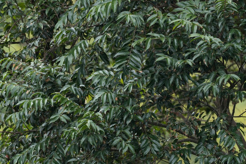 Aphananthe cuspidata photo 7