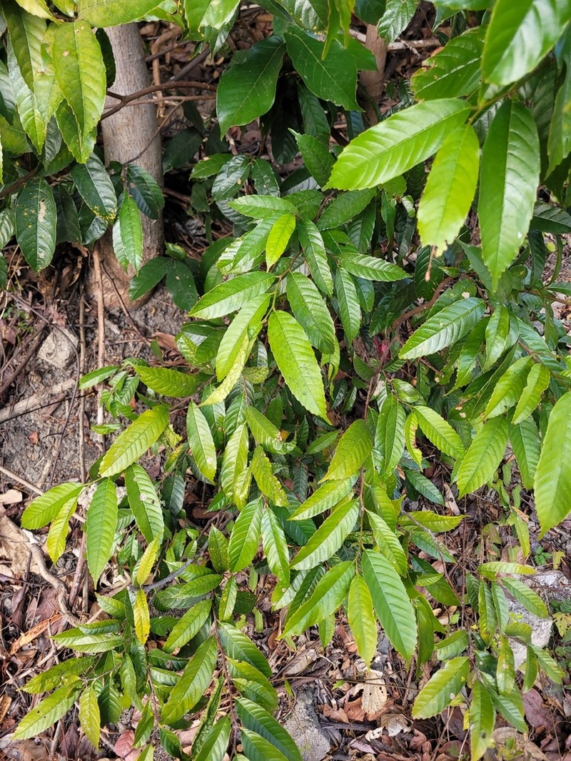 Aphananthe cuspidata photo 8