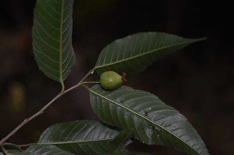 Aphananthe monoica