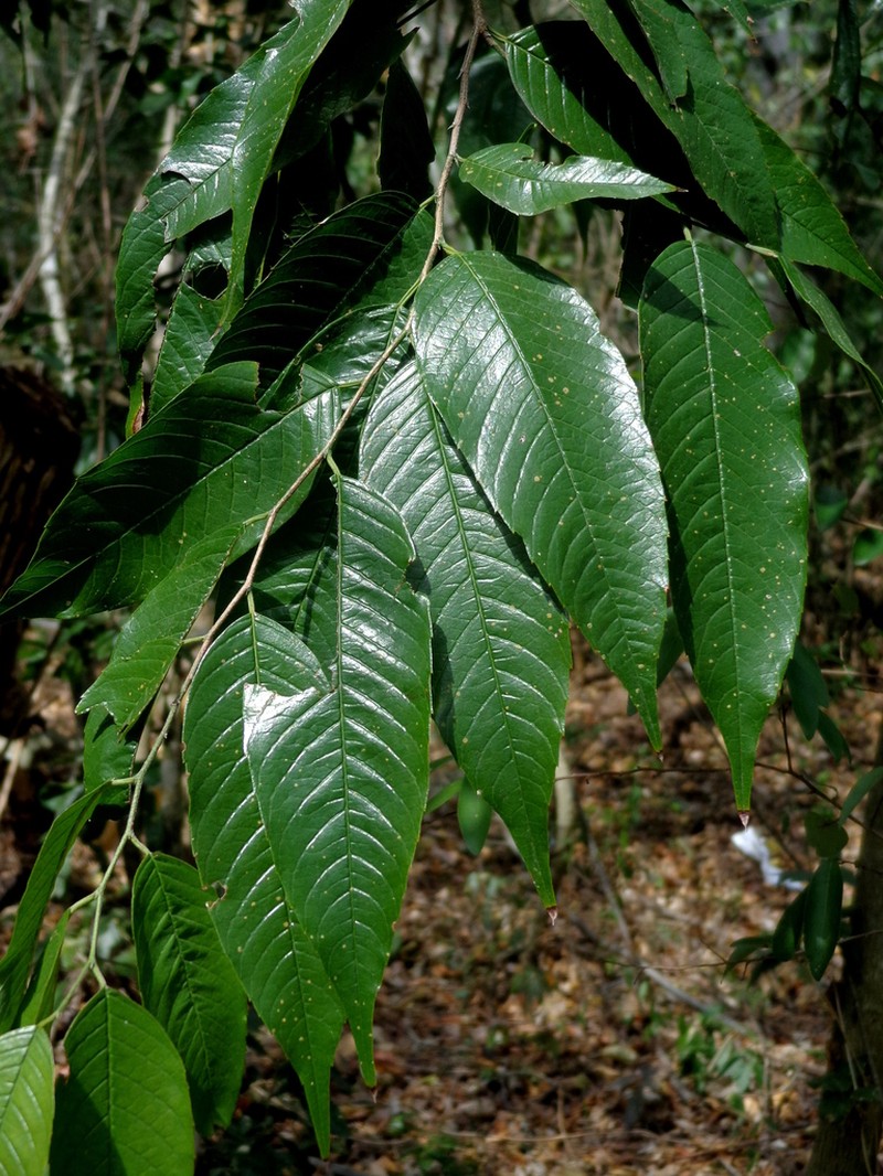Aphananthe monoica photo 2