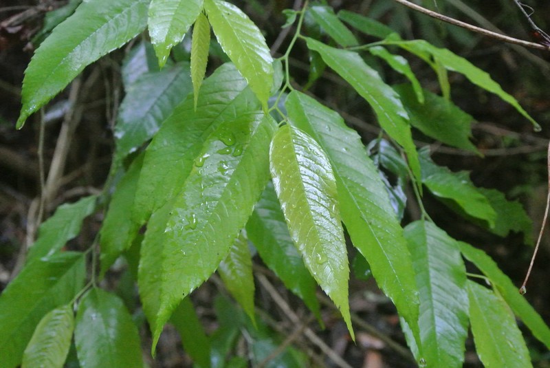 Aphananthe monoica photo 3