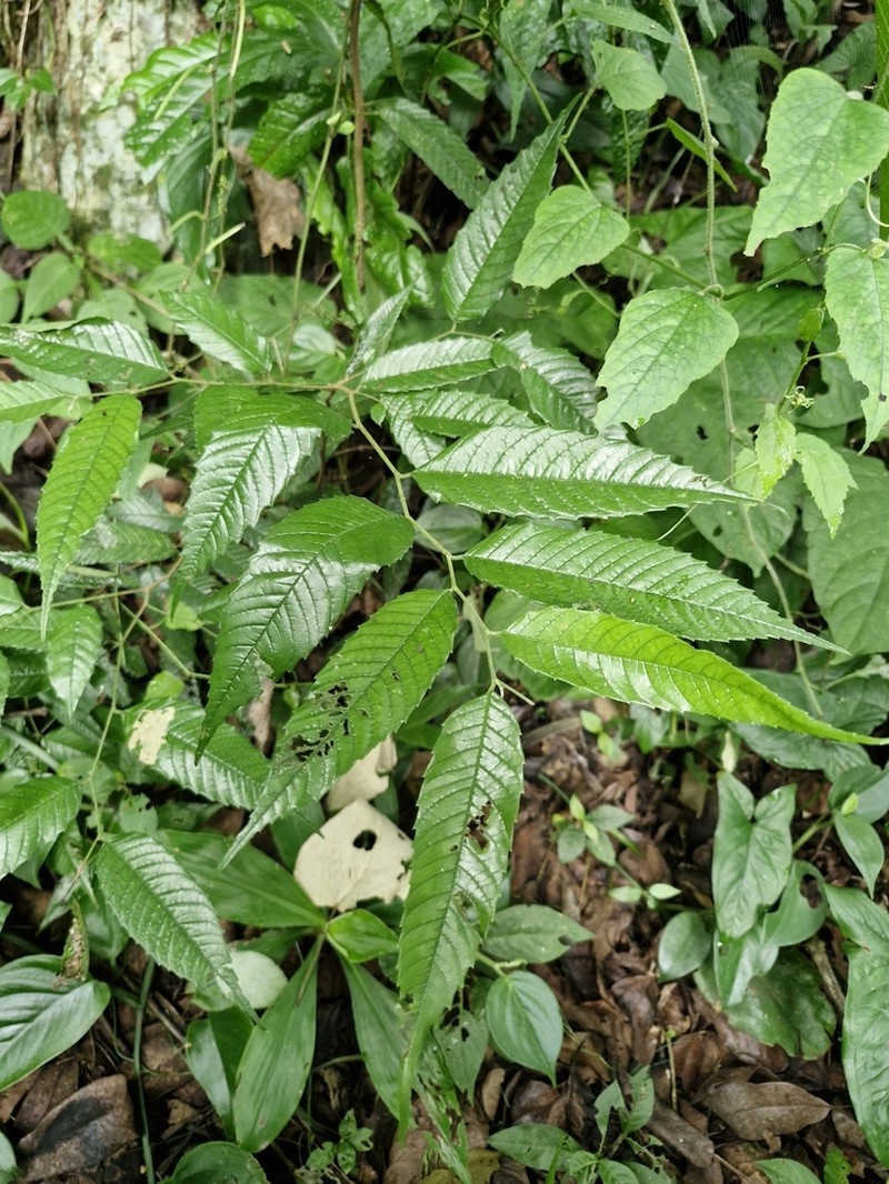 Aphananthe monoica photo 4