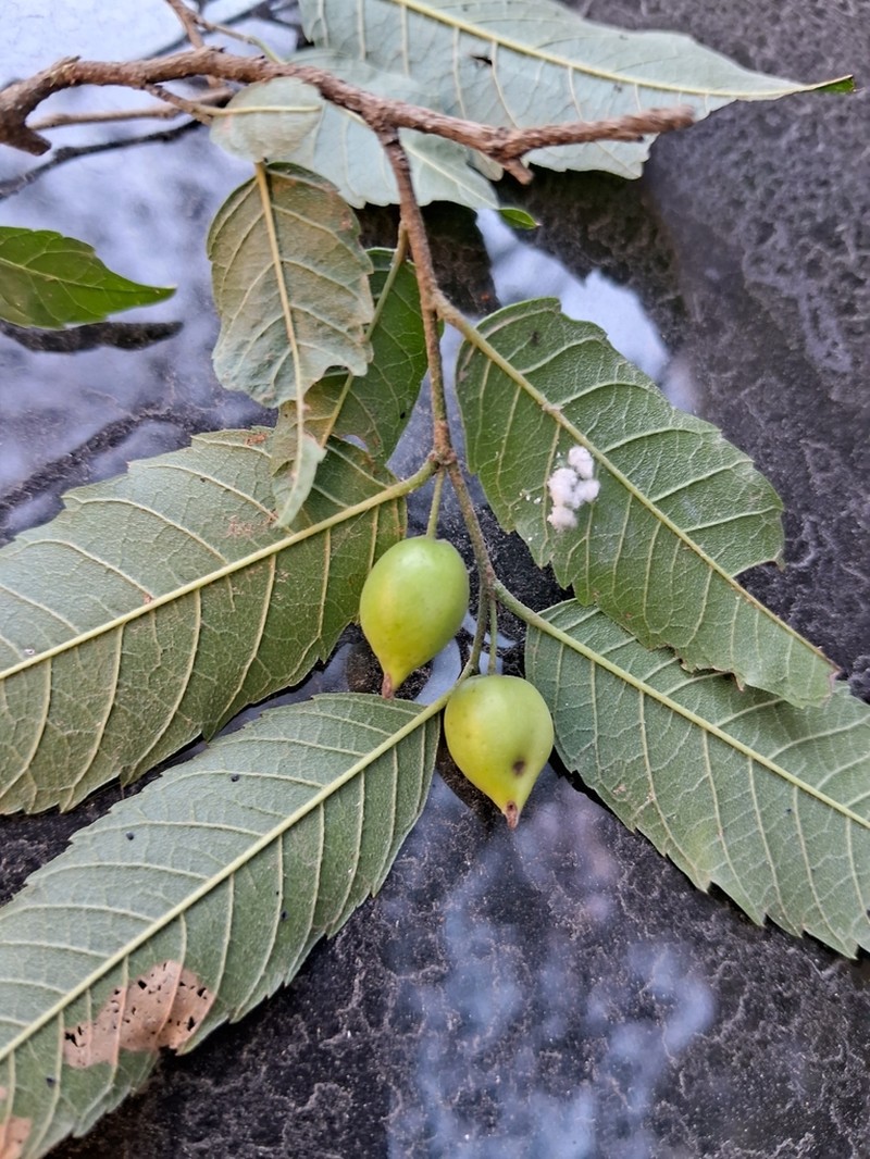 Aphananthe monoica photo 5