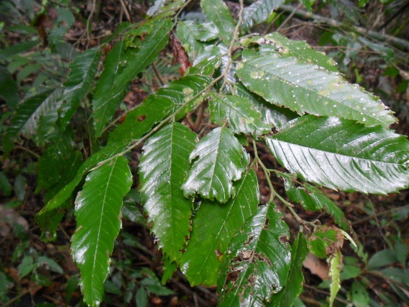 Aphananthe monoica photo 6