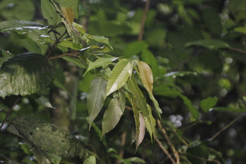 Aphananthe monoica photo 7