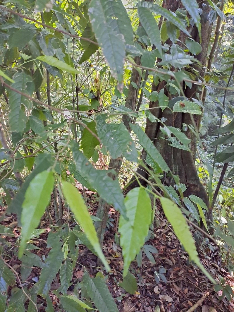Aphananthe monoica photo 8