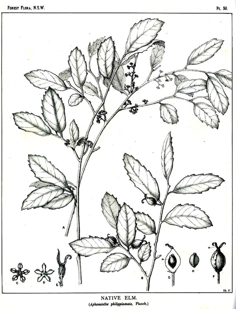 Aphananthe philippinensis