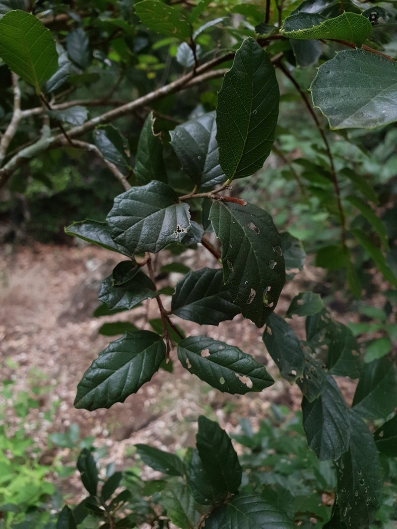Aphananthe philippinensis photo 2