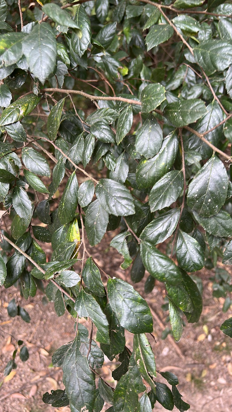 Aphananthe philippinensis photo 3