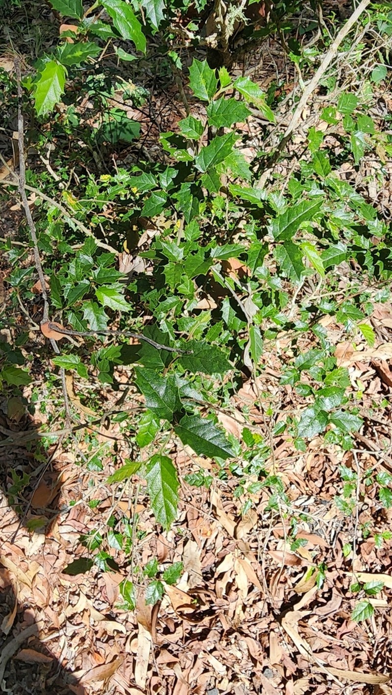 Aphananthe philippinensis photo 5