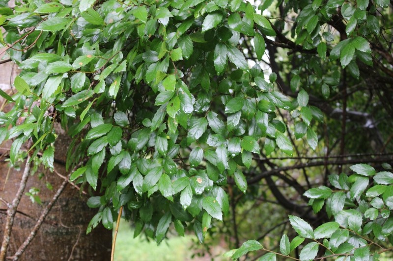 Aphananthe philippinensis photo 6