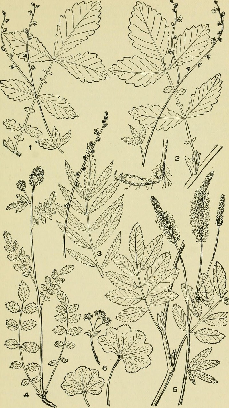 Slender Parsley Piert