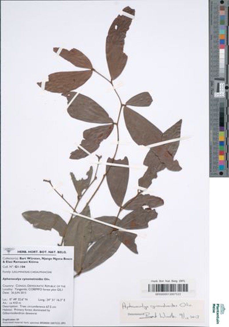 Aphanocalyx cynometroides