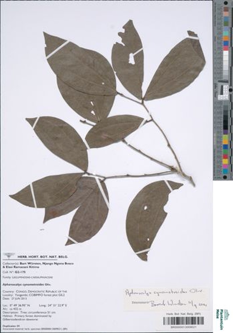 Aphanocalyx cynometroides photo 2