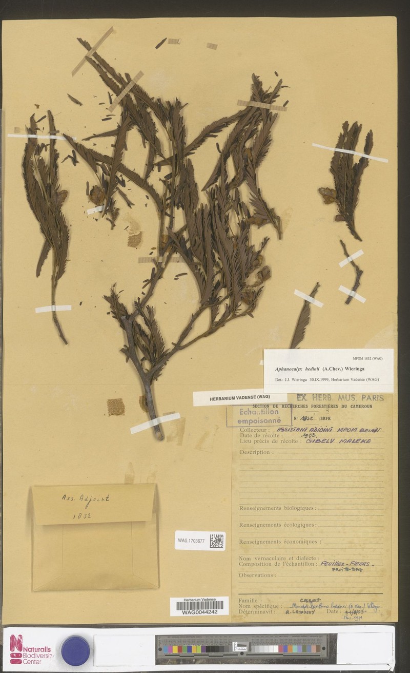 Aphanocalyx hedinii