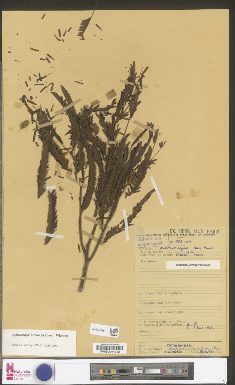 Aphanocalyx hedinii photo 2