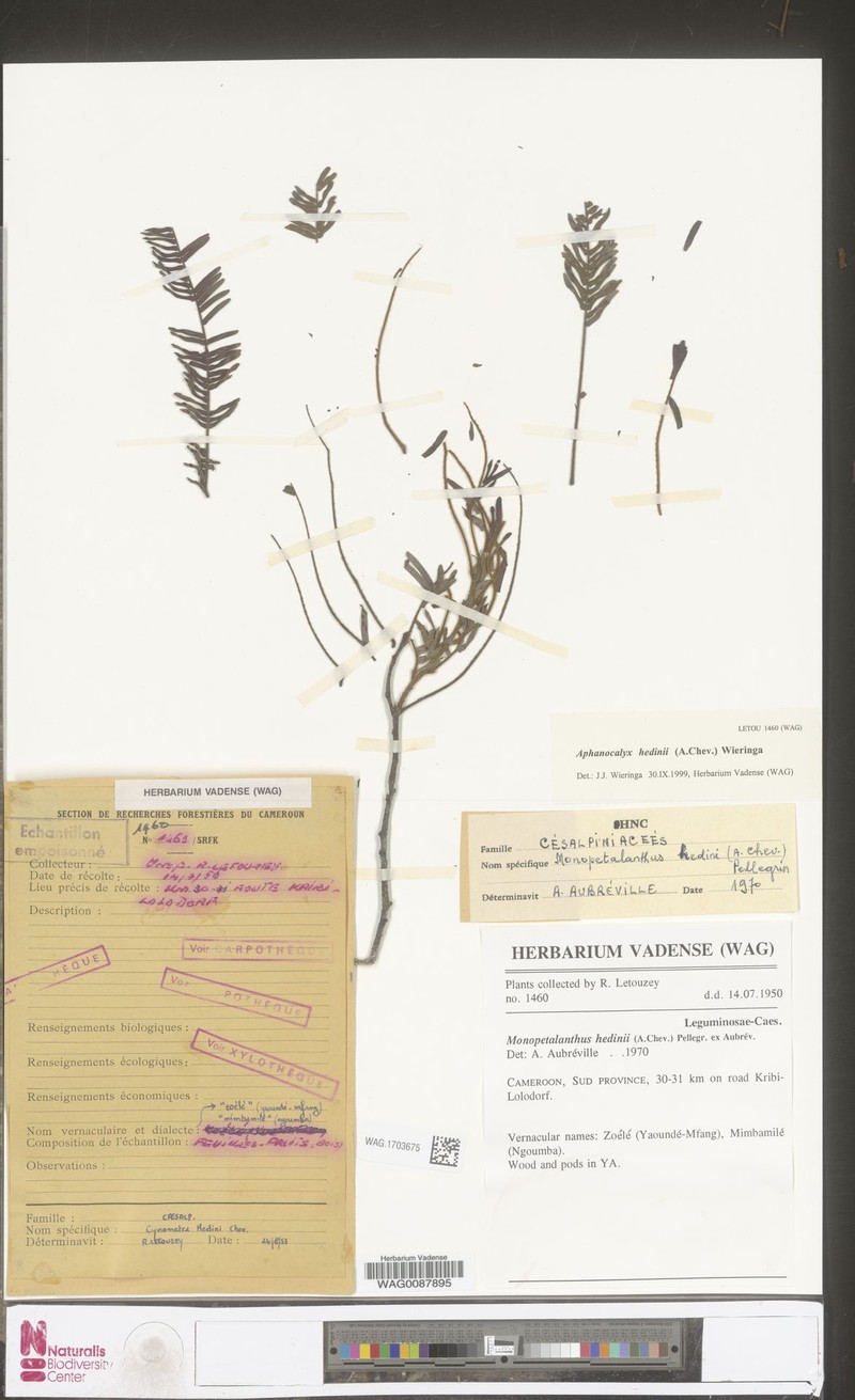 Aphanocalyx hedinii photo 3