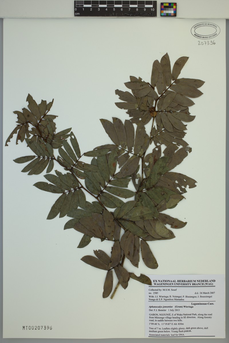 Aphanocalyx jenseniae