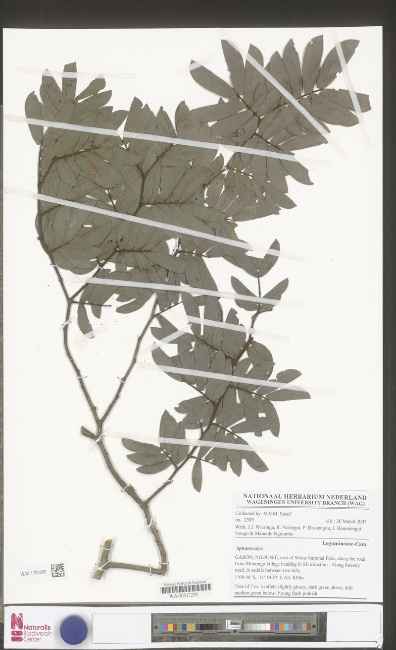 Aphanocalyx jenseniae photo 2